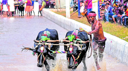 Kambala.jp